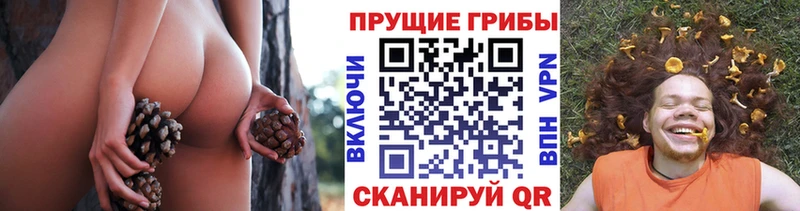 Галлюциногенные грибы Psilocybe  Ульяновск 